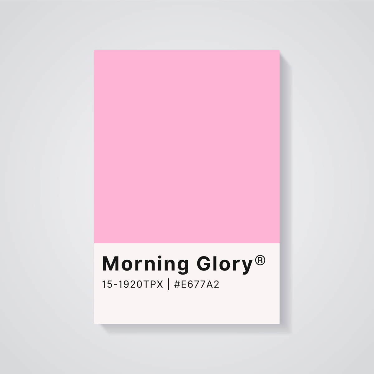 Morning Glory Pink Poster